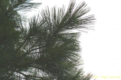 Pinus stobus